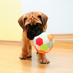 Which Are The Safe Dog Toys For Your Pet?